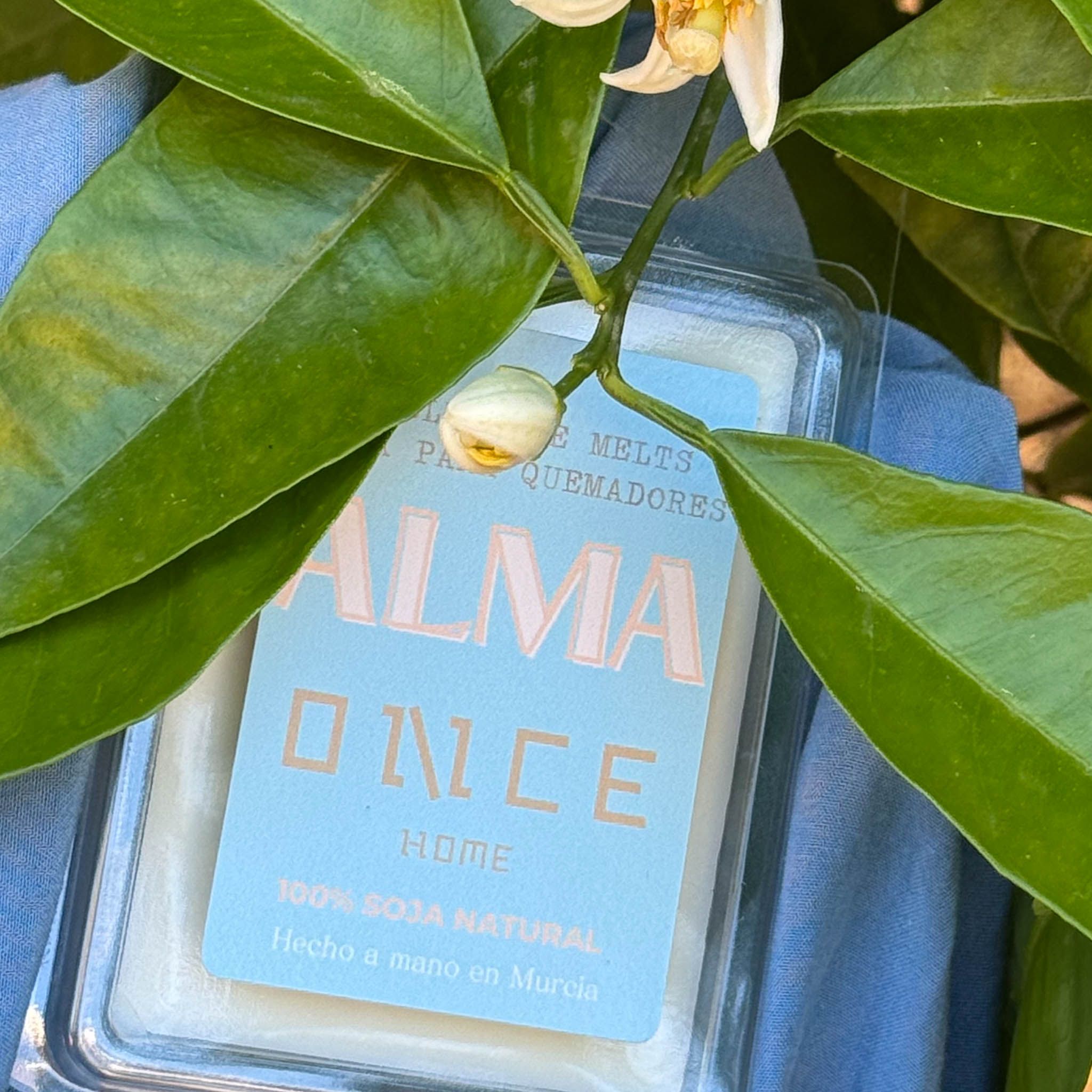melts alma once home flores