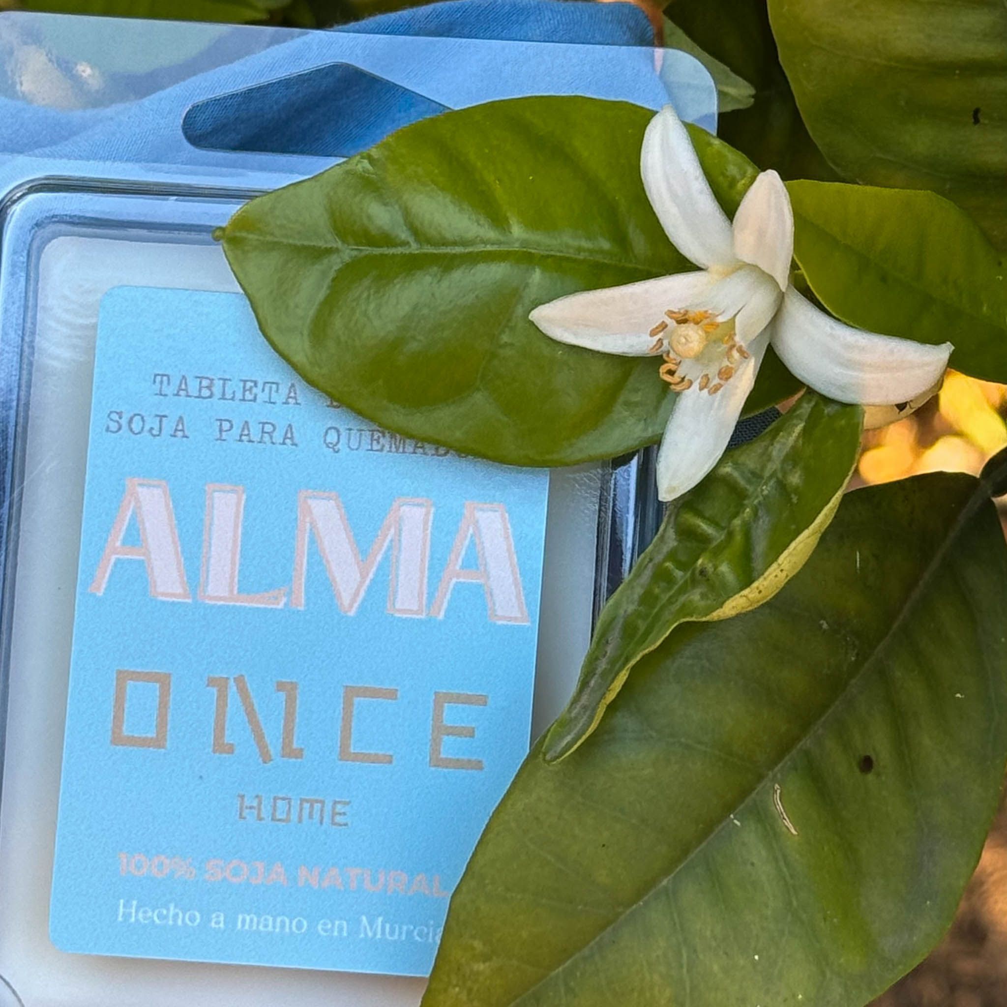 melts alma once home flores